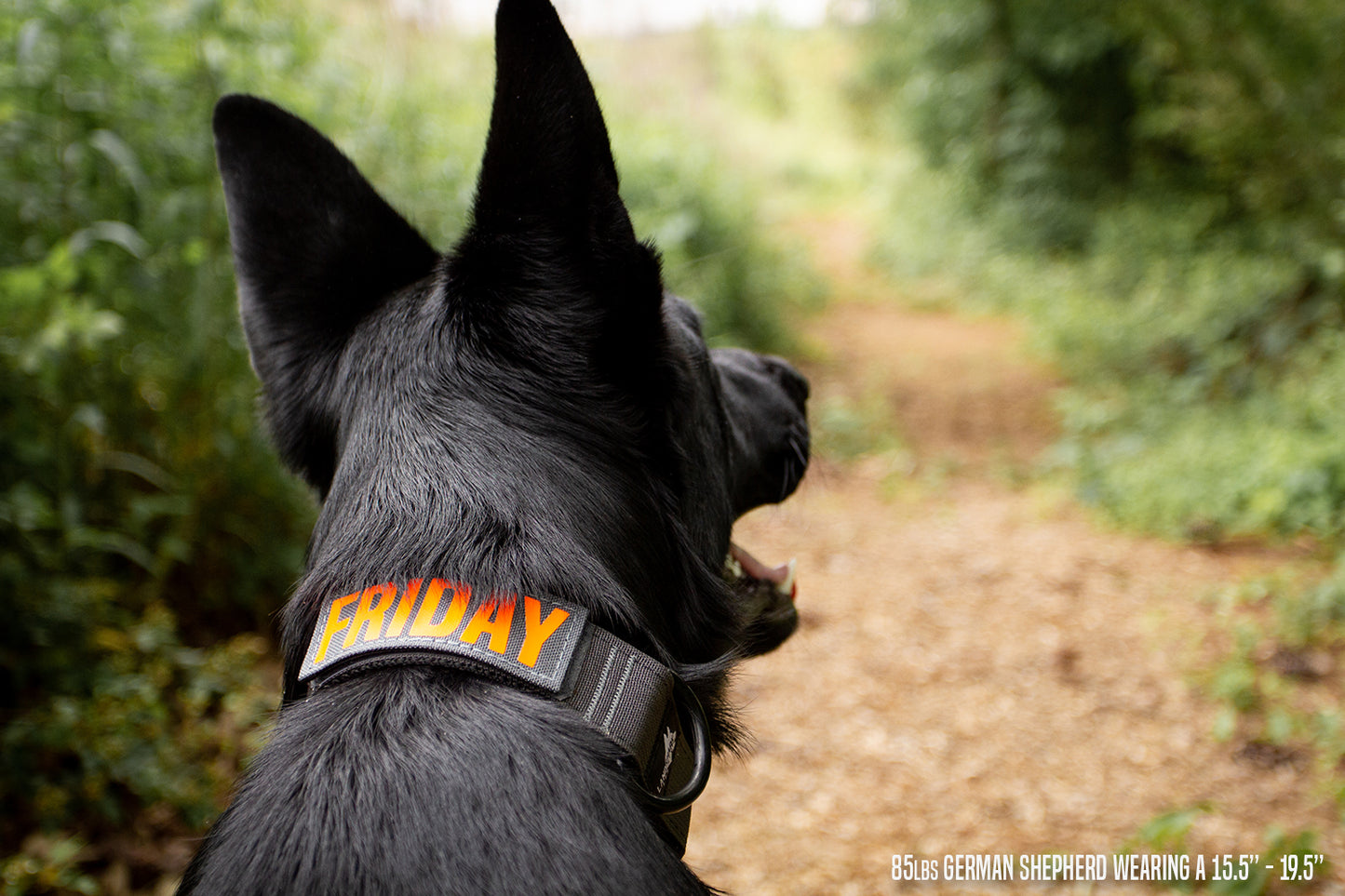 1.5" Landshark Sport Collar