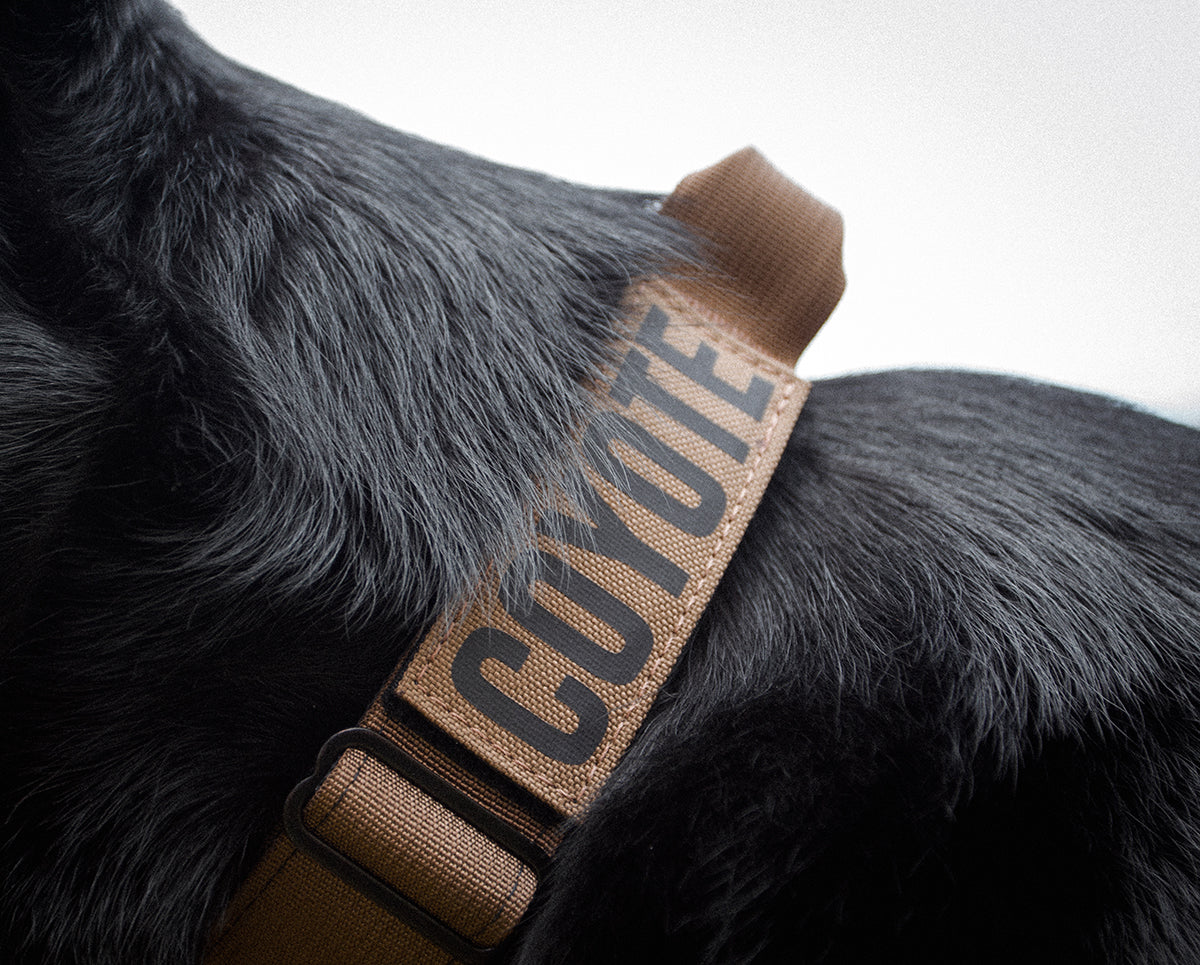 Custom Collar Patch