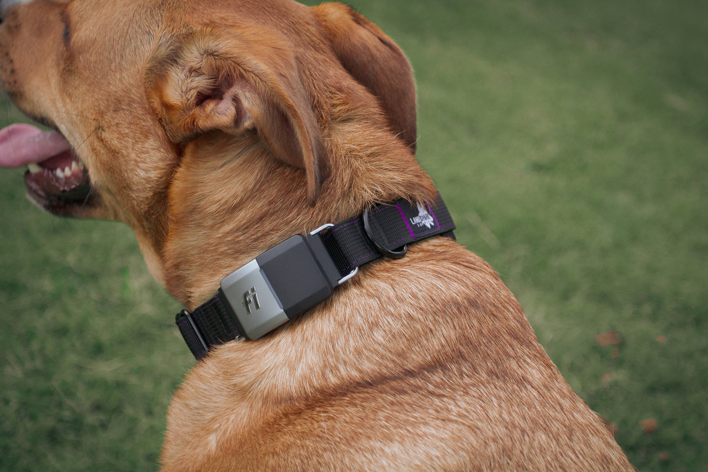 Fi Series 1 & 2 | Landshark Sport Collar - 1"