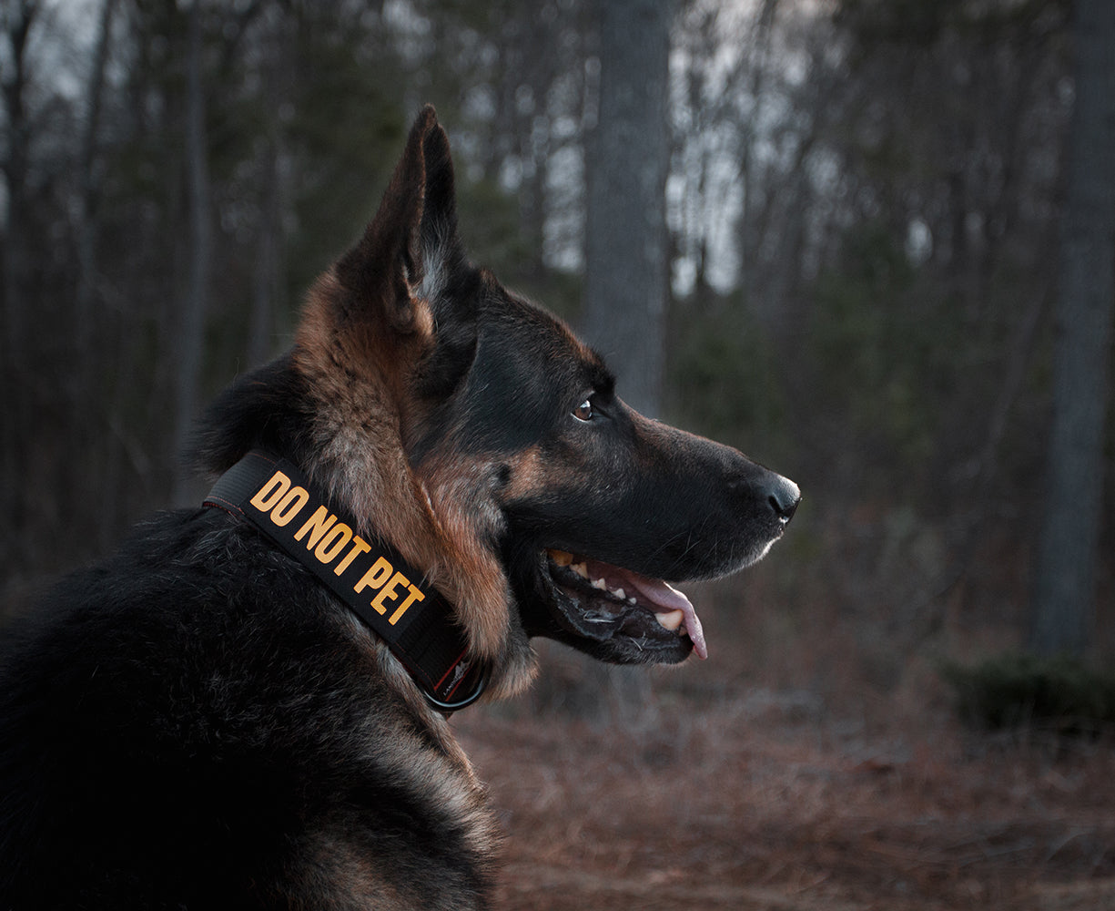 Custom Collar Patch