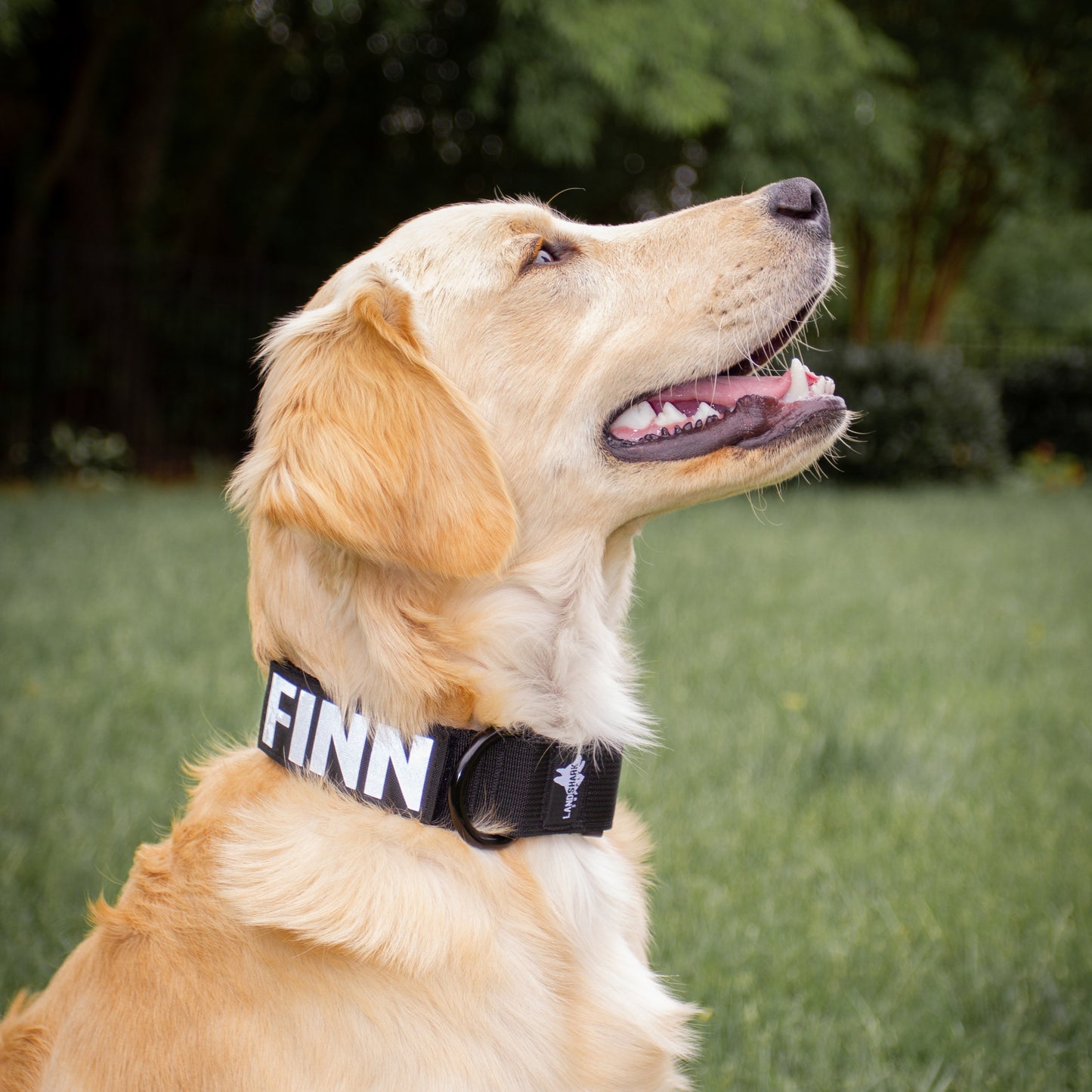 Custom Collar Patch - Reflective