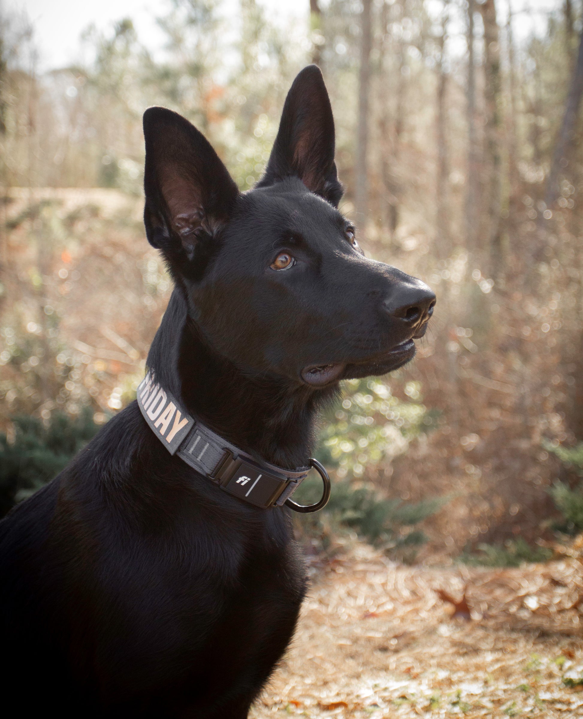 Hunting Dog Reflective Name Collar 3/4 D Ring & Custom Brass Tag
