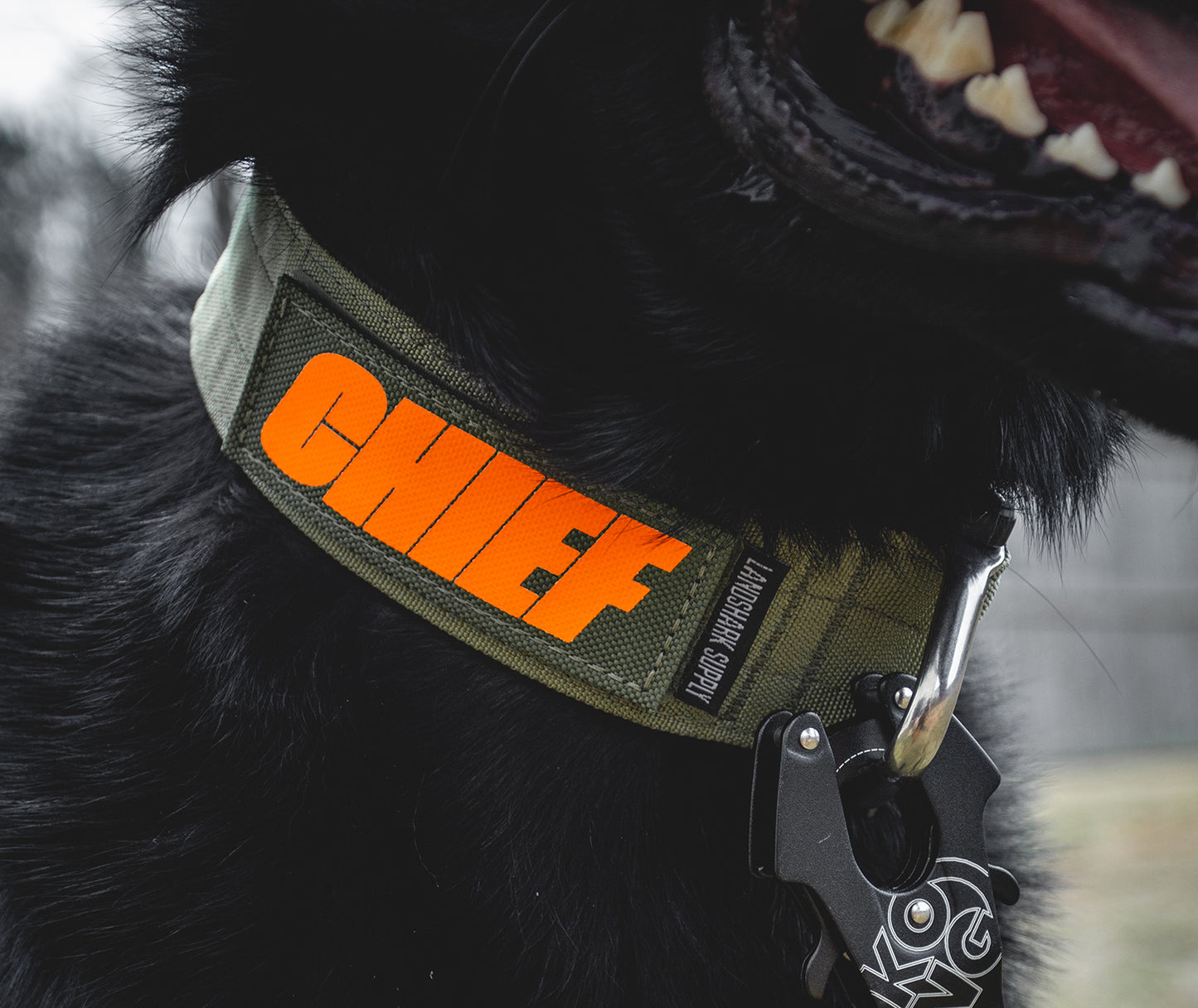A closeup of a Olive Green collar on a black dog, with a name patch that reads CHIEF in bright orange letters