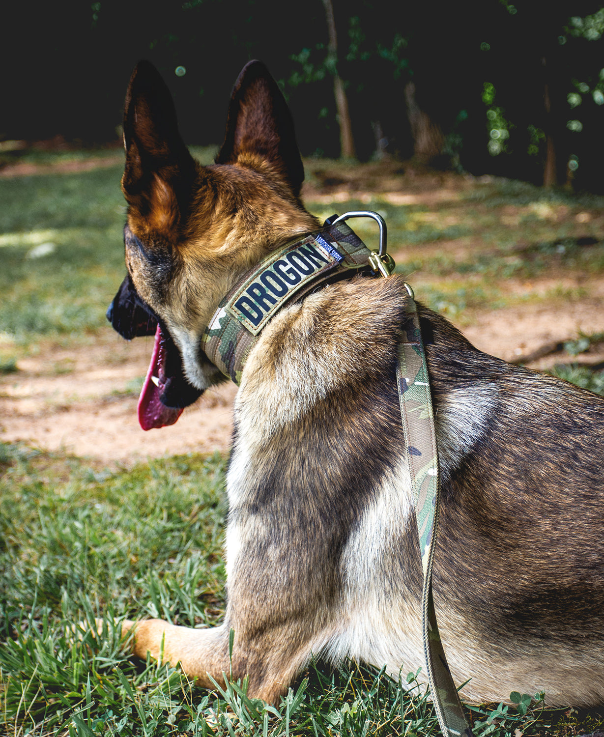 A dog laying in the grass with a name patch that says "Drogon"
