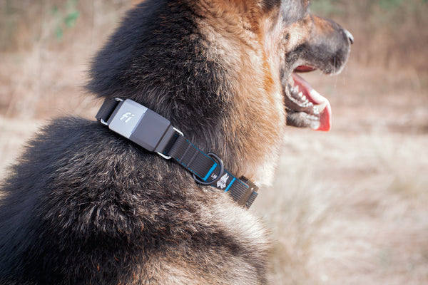 Fi Series 1 & 2 - Landshark Sport Collar - 1"
